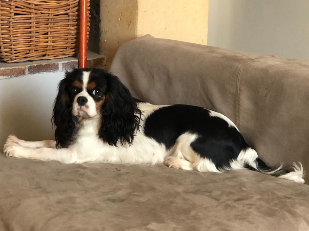 Les Cavalier King Charles Spaniel de l'affixe du comte de Batz Castelmore