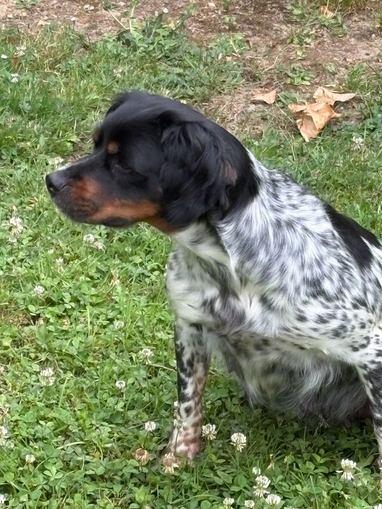 Story de la Haille au loup
