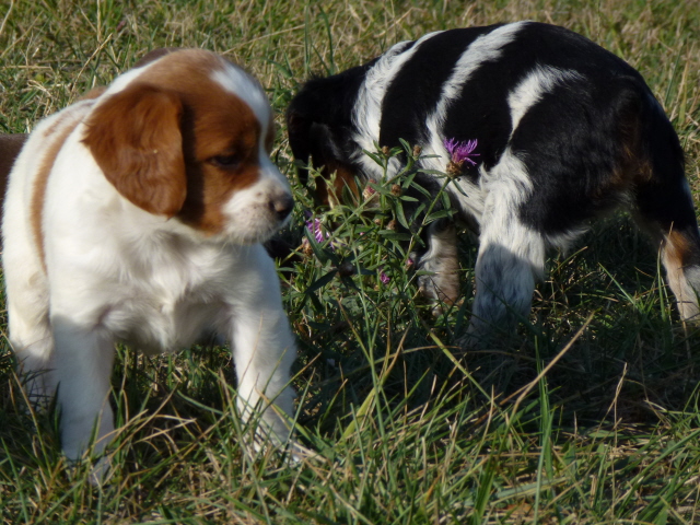 Bébés Carlita et Guapa à 1 mois