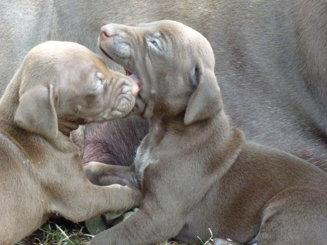 Chiots Carlita 4 semaines