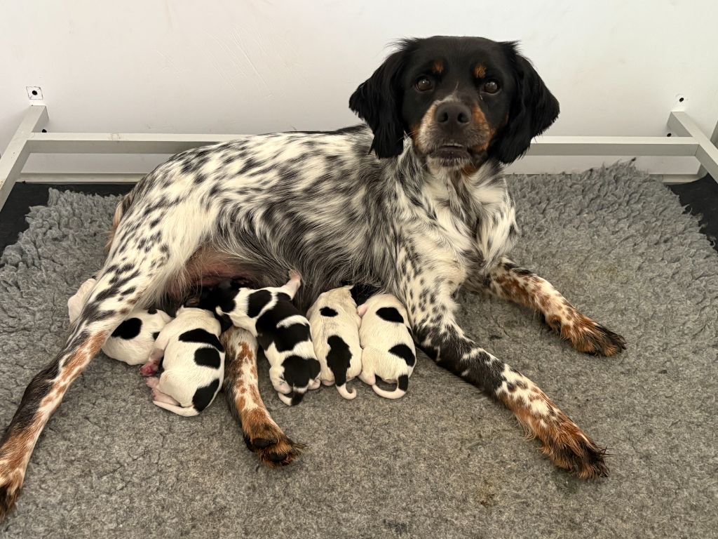 Chiot Epagneul Breton du comte de Batz Castelmore