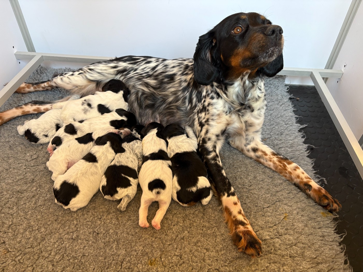 du comte de Batz Castelmore - Epagneul Breton - Portée née le 14/02/2026