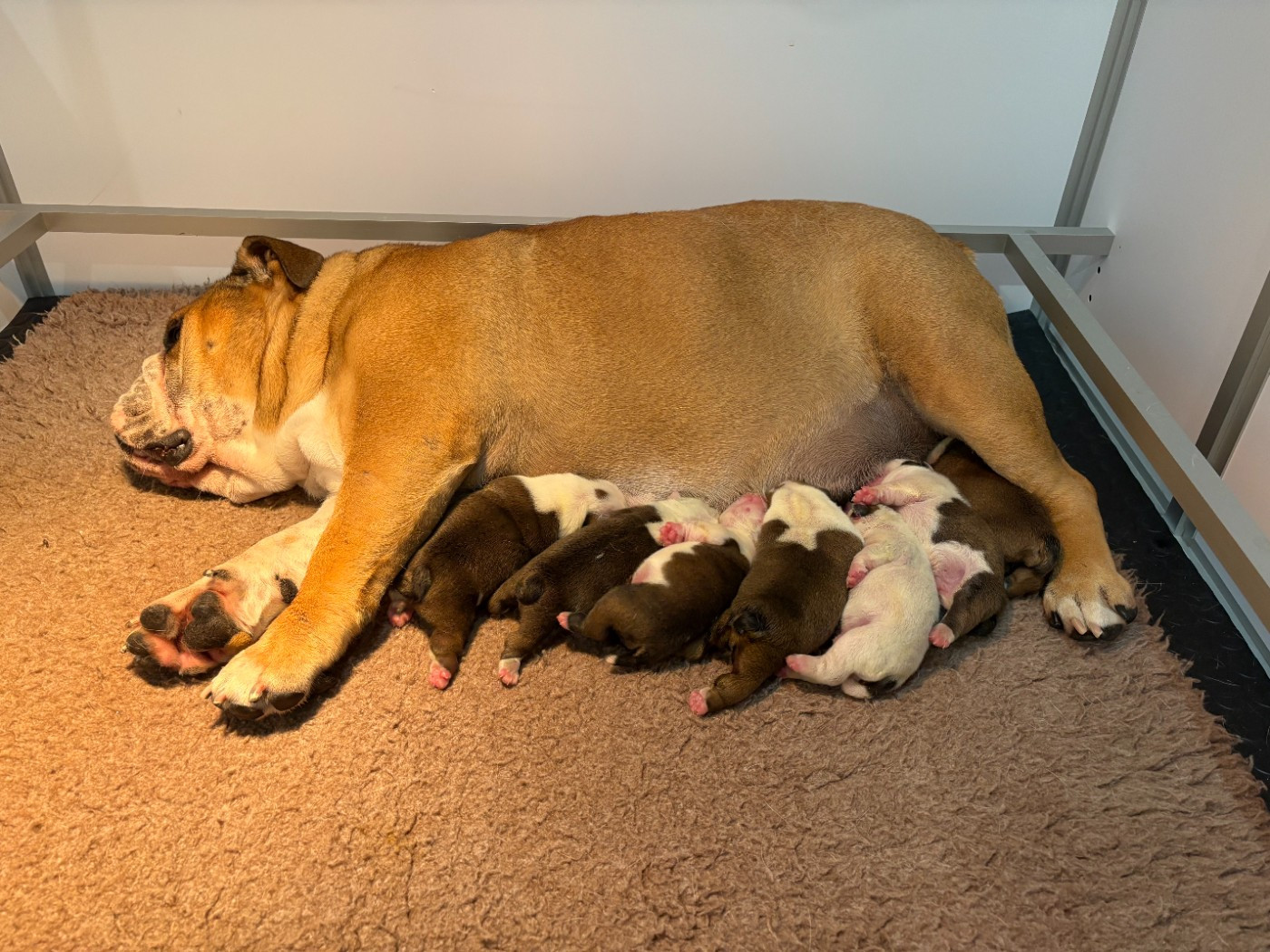 Chiot Bulldog Anglais du comte de Batz Castelmore