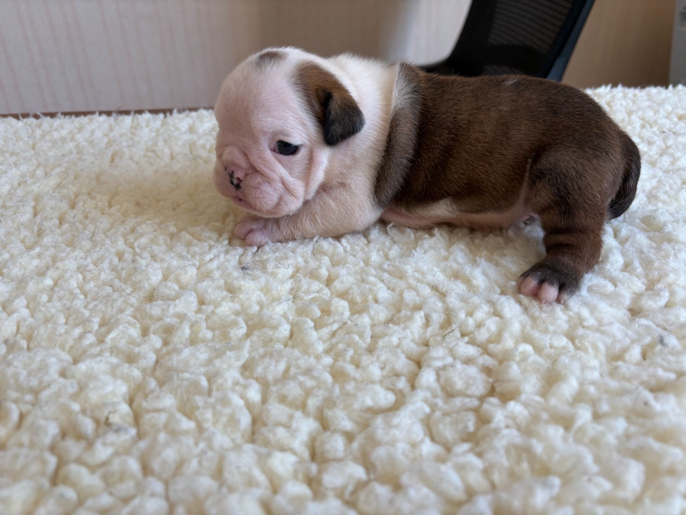 du comte de Batz Castelmore - Chiots disponibles - Bulldog Anglais