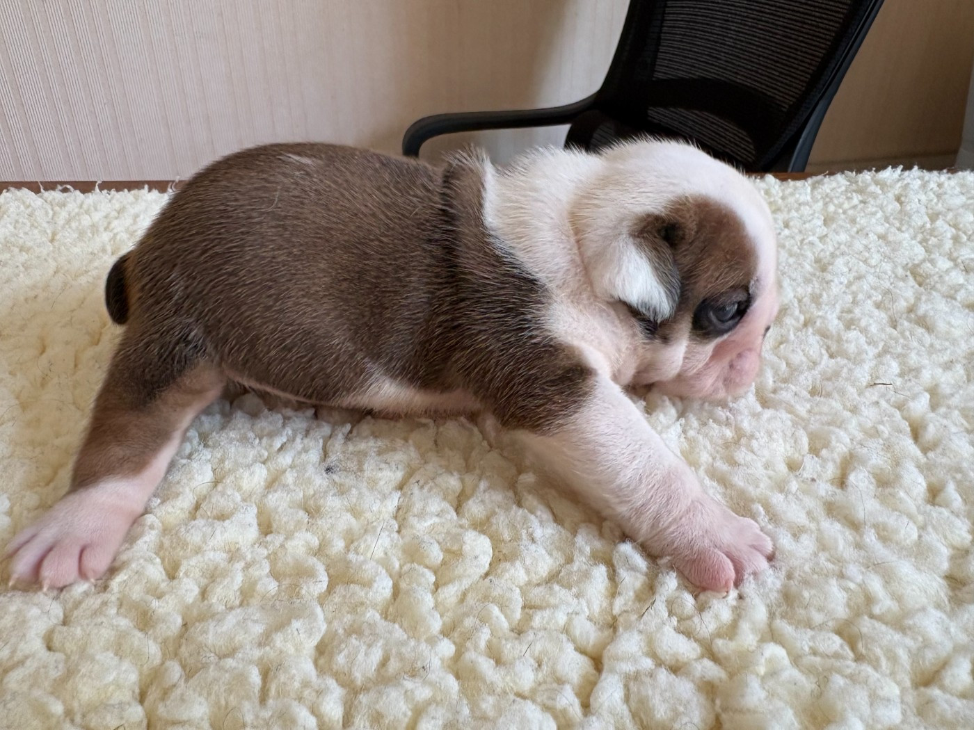 du comte de Batz Castelmore - Chiots disponibles - Bulldog Anglais