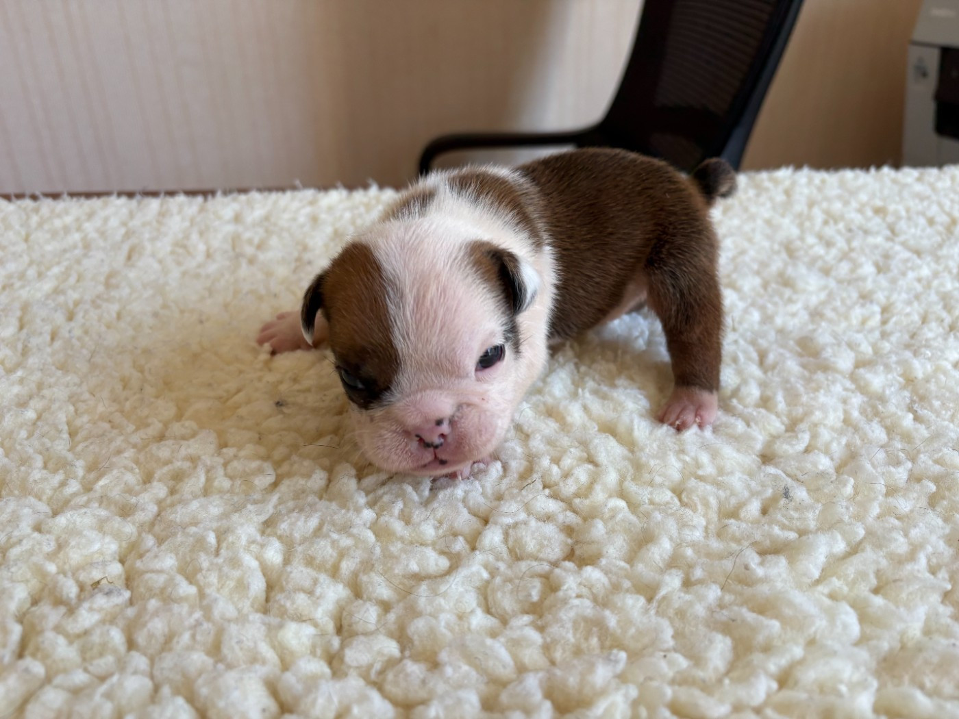 du comte de Batz Castelmore - Chiots disponibles - Bulldog Anglais