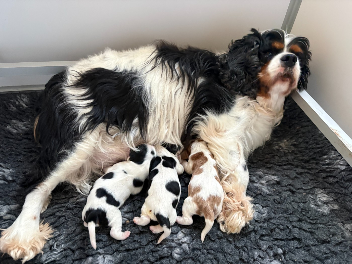 Chiot Cavalier King Charles Spaniel du comte de Batz Castelmore