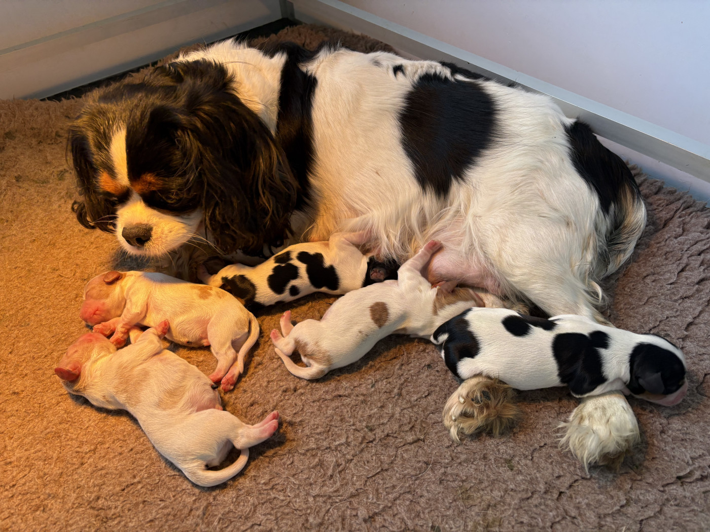 Chiot Cavalier King Charles Spaniel du comte de Batz Castelmore