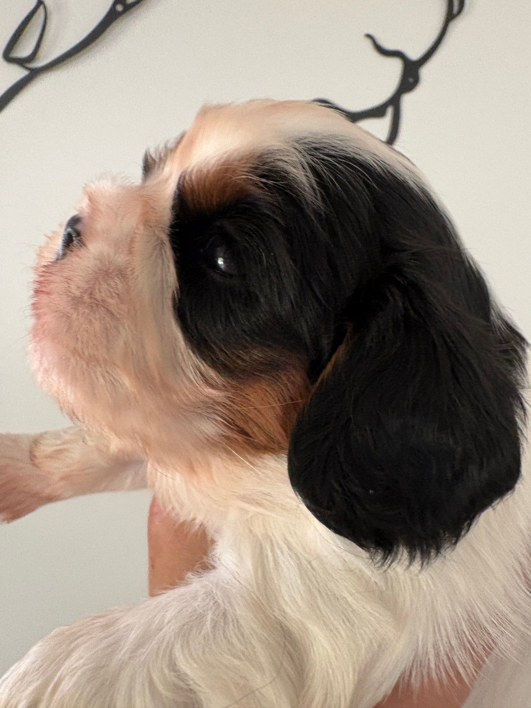 du comte de Batz Castelmore - Chiots disponibles - Cavalier King Charles Spaniel