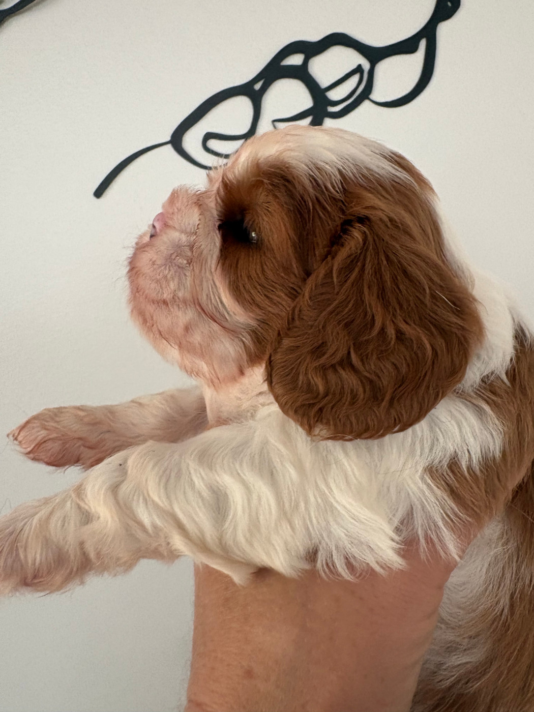 du comte de Batz Castelmore - Chiots disponibles - Cavalier King Charles Spaniel