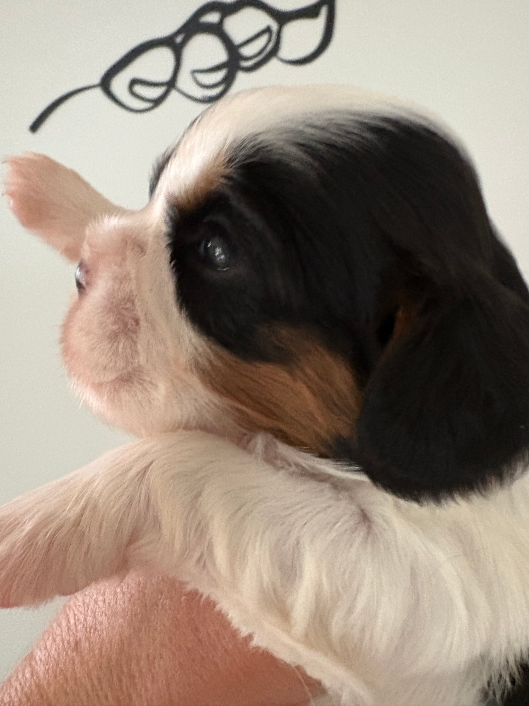 du comte de Batz Castelmore - Chiots disponibles - Cavalier King Charles Spaniel