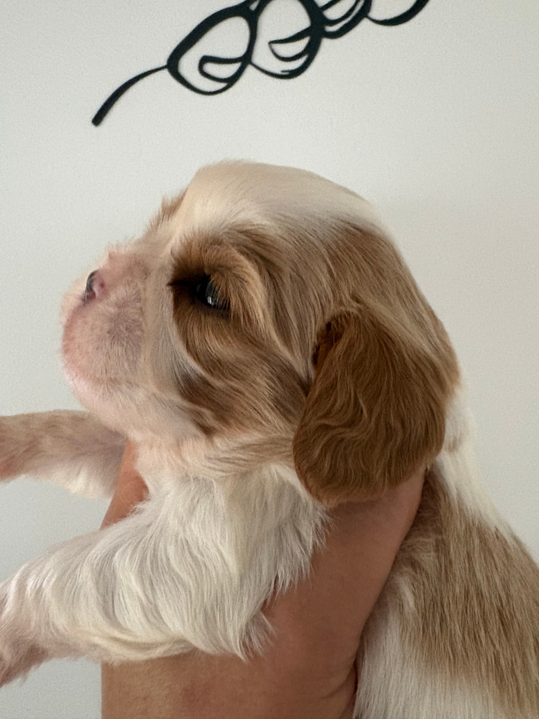 du comte de Batz Castelmore - Chiots disponibles - Cavalier King Charles Spaniel