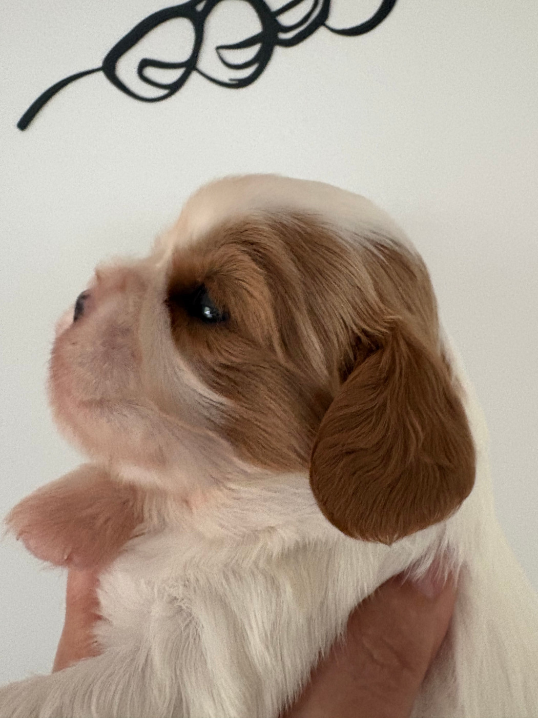 du comte de Batz Castelmore - Chiots disponibles - Cavalier King Charles Spaniel
