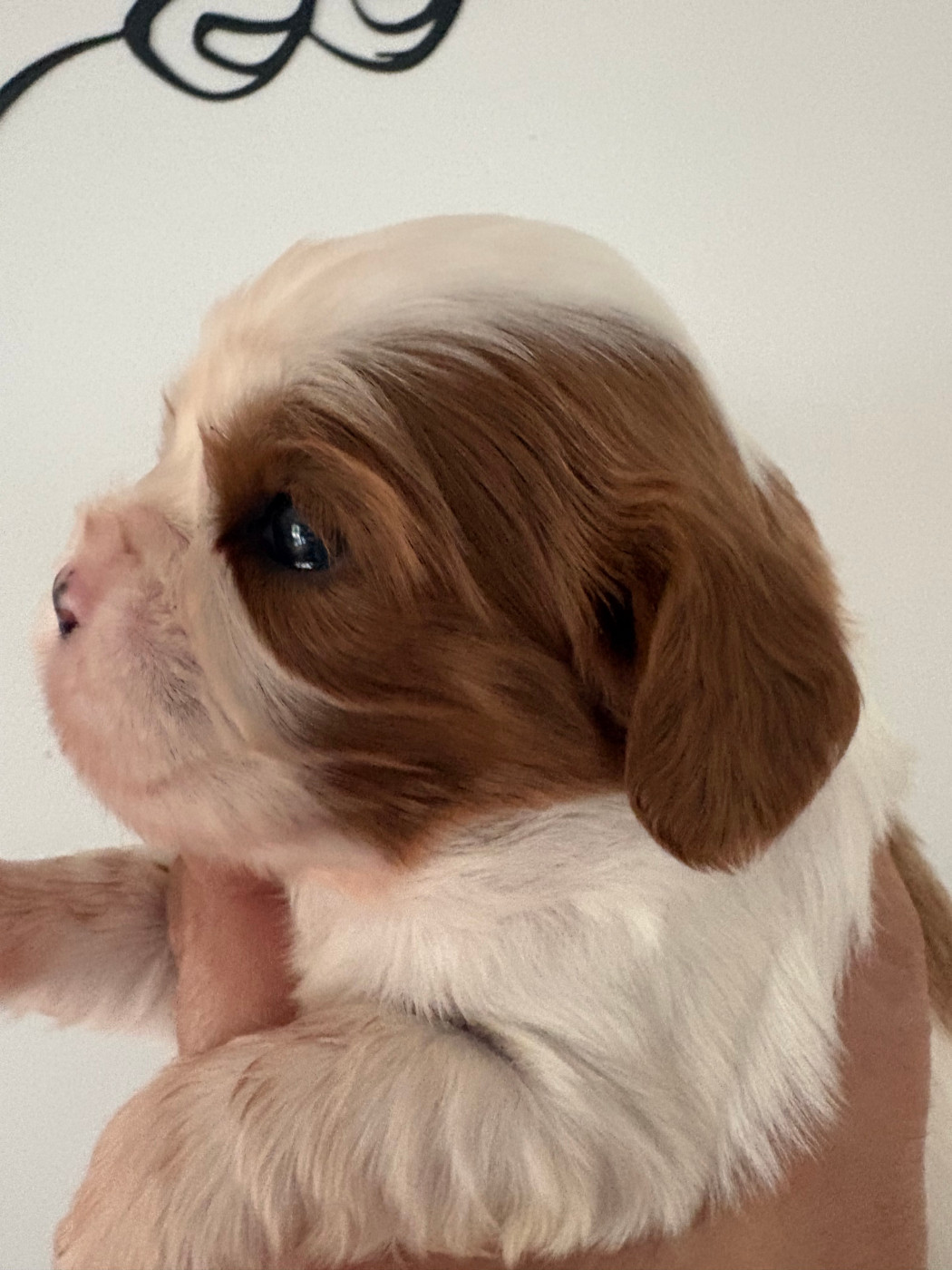 du comte de Batz Castelmore - Chiots disponibles - Cavalier King Charles Spaniel