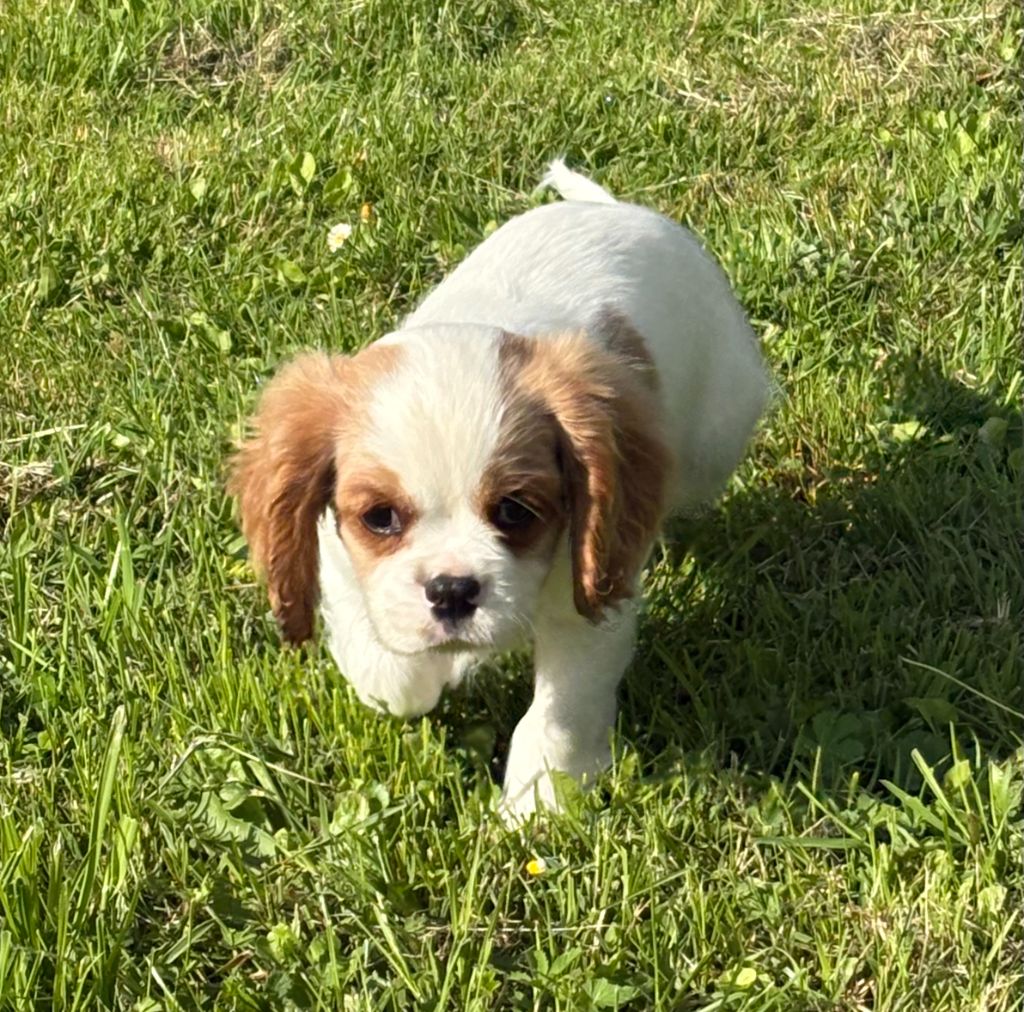 du comte de Batz Castelmore - Chiots disponibles - Cavalier King Charles Spaniel