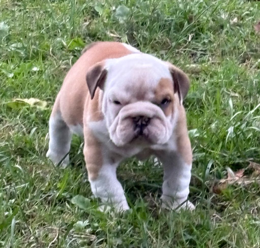 du comte de Batz Castelmore - Chiots disponibles - Bulldog Anglais
