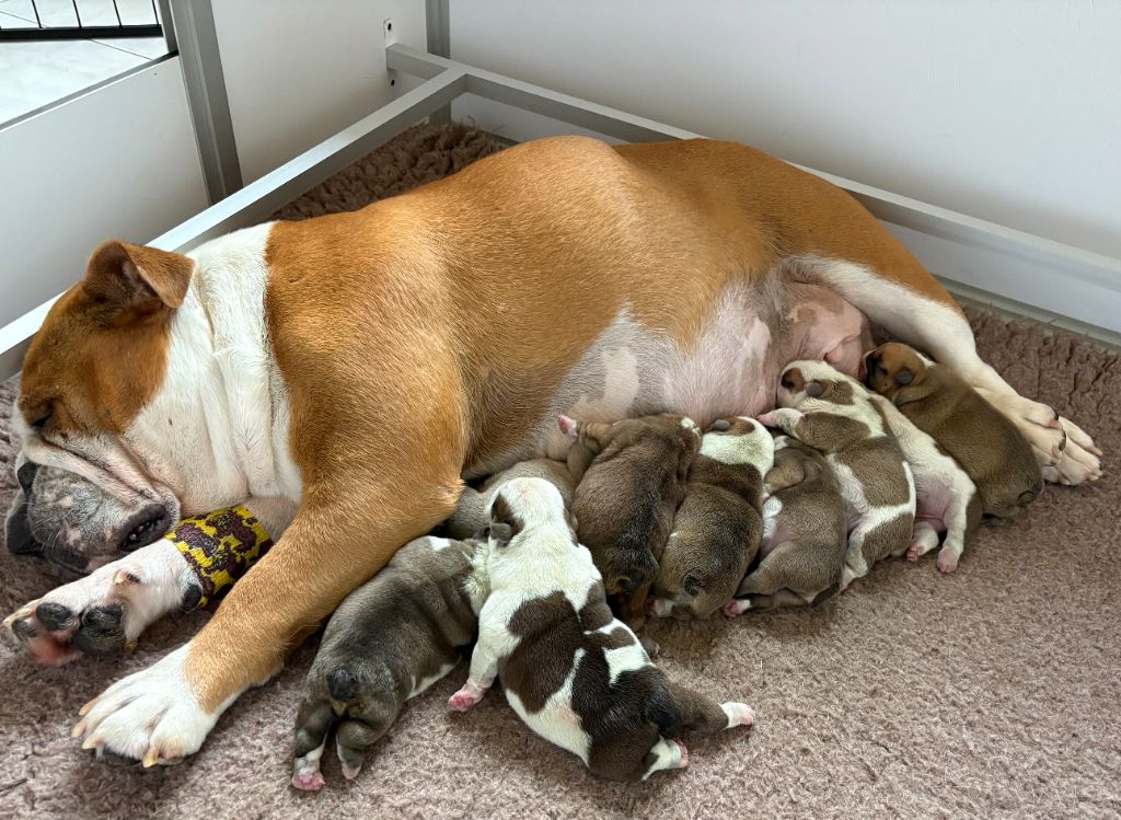 Chiot Bulldog Anglais du comte de Batz Castelmore